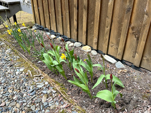 Daffodils in bloom and tulips about to open. Two peonies barely emerge between them and the house. I need two more peonies this spring and more bulbs in the fall. I need a lot more daffodils here.