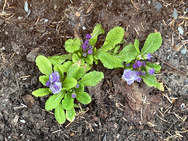 Primroses coming along, but I think they got a touch of frost this spring. 