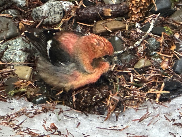 A juvenile white-winged crossbill. They love spruce seeds and have specialized bills  (a crossed bill) for prying cones open so they can extract the seeds with their tongues.  Males are red and females yellow. This little fellow is a juvenile, rust colored. They will nest any month of the year if there are enough cones.